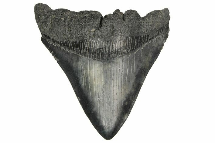 Fossil Megalodon Tooth - South Carolina #187796